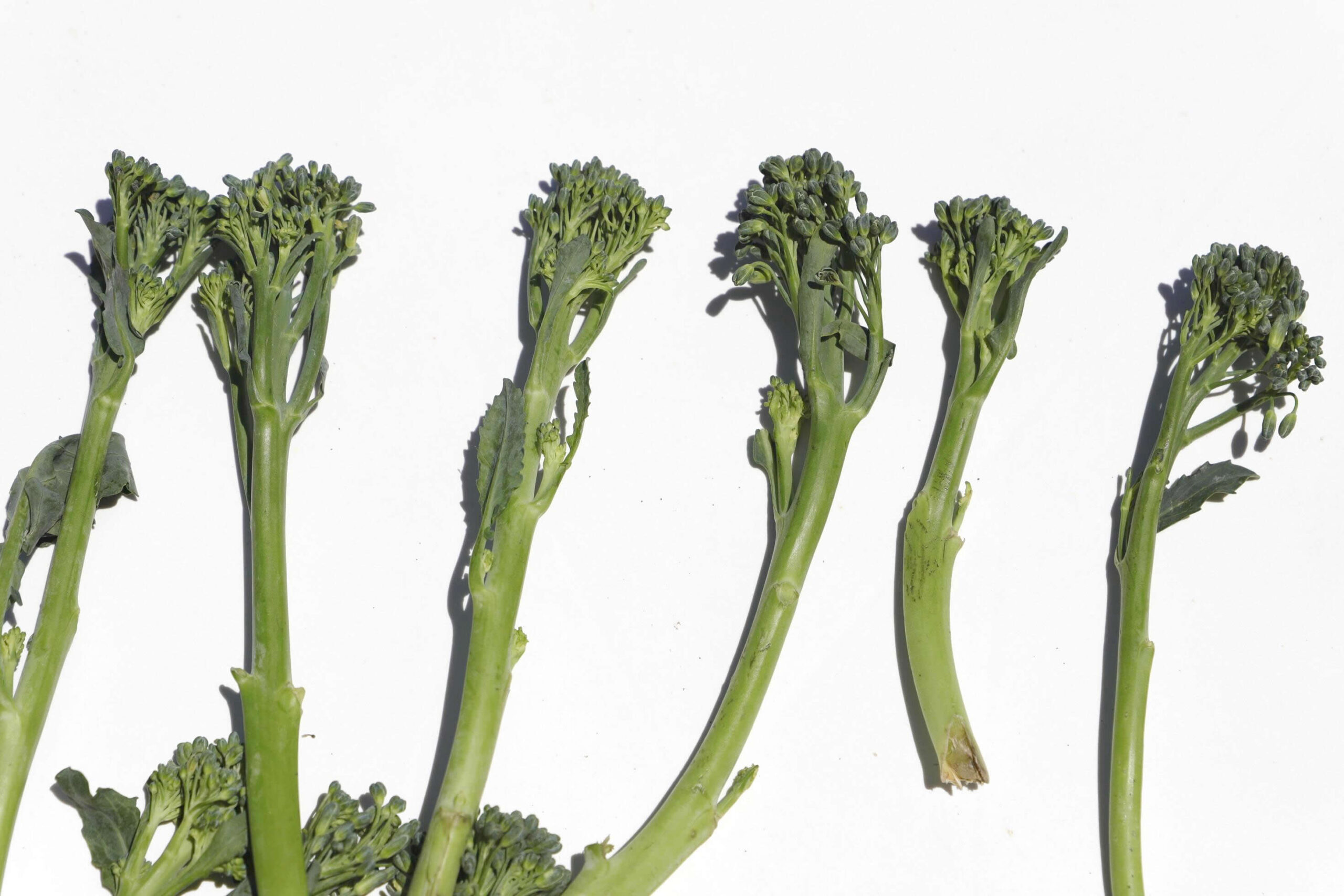Tenderstem Broccoli: Delicate and Nutrient-Rich from Floss Greens Exports - Image 3