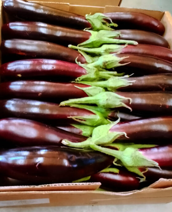 Aubergines