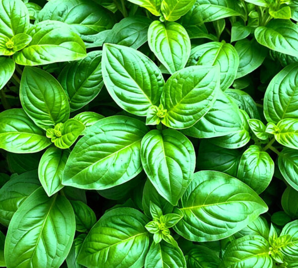 Basil Herbs