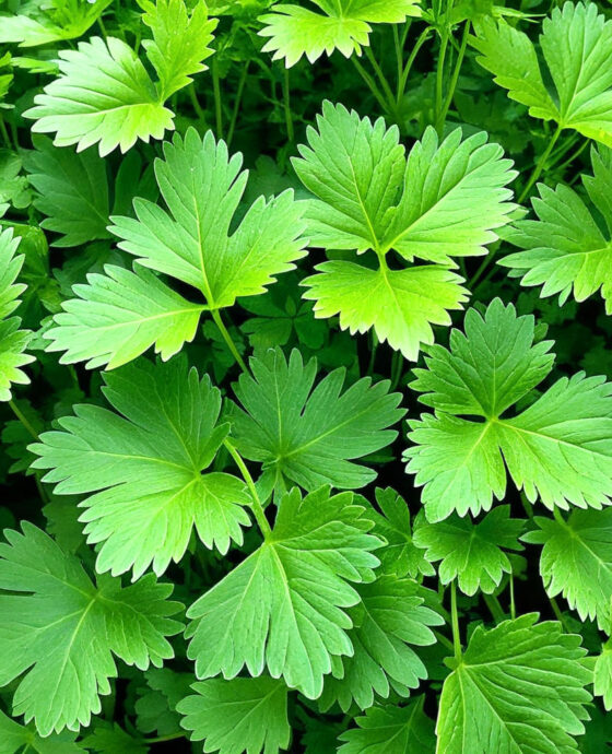 Coriander Herbs 