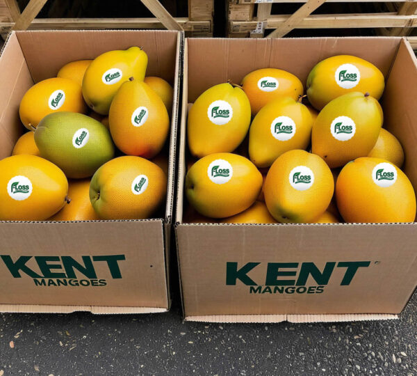 Kent Mangoes