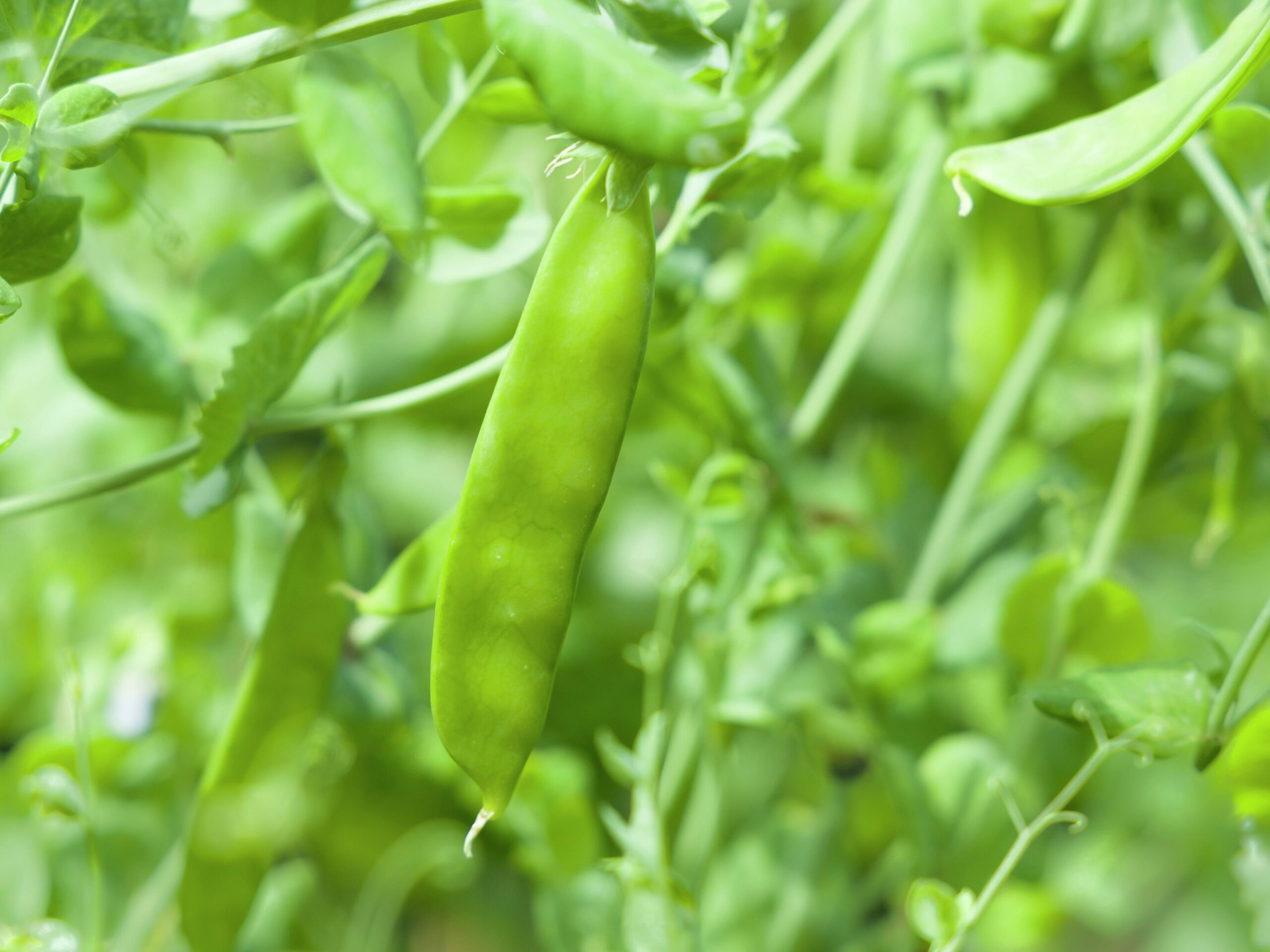 Snow Peas: Crisp, Sweet, and Versatile - Image 3